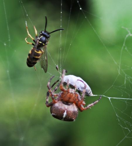 Araneus diadematus